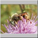 Epeoloides coecutiens - Schmuckbiene m01 9mm.jpg